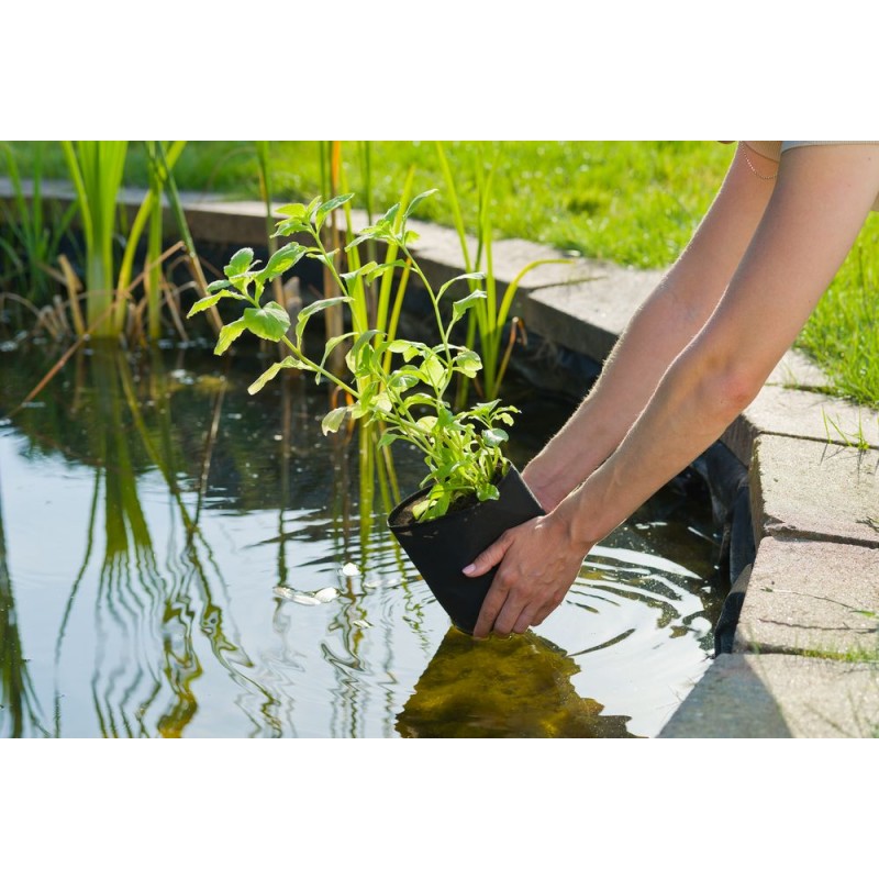 Sac De Plantation Pour Plante Aquatique De Bassin Le Monde Du Bassin