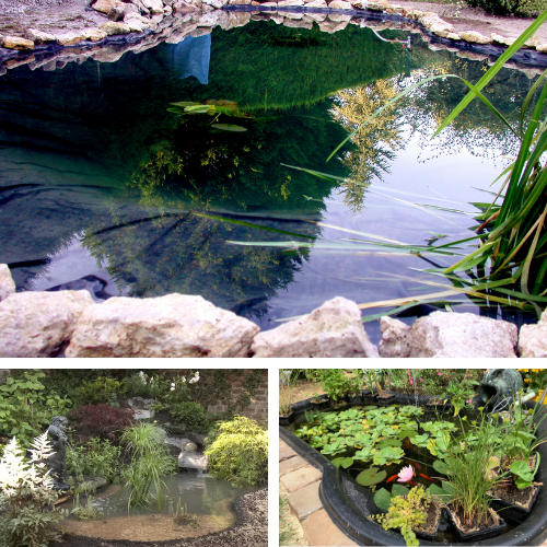 83 idées de BASSIN POISSON  jardin d'eau, bassin de jardin
