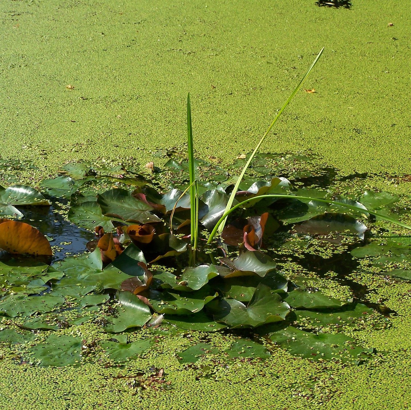 Entretien et nettoyage du bassin de jardin - Le Monde du Bassin