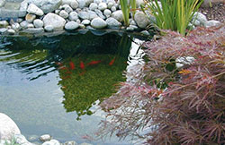 Shop Generic 10M Pond Liners J Durable Bache Pour Bassin étang de Jardin  Online